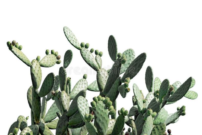 Composition elements Neoveris-Cactus