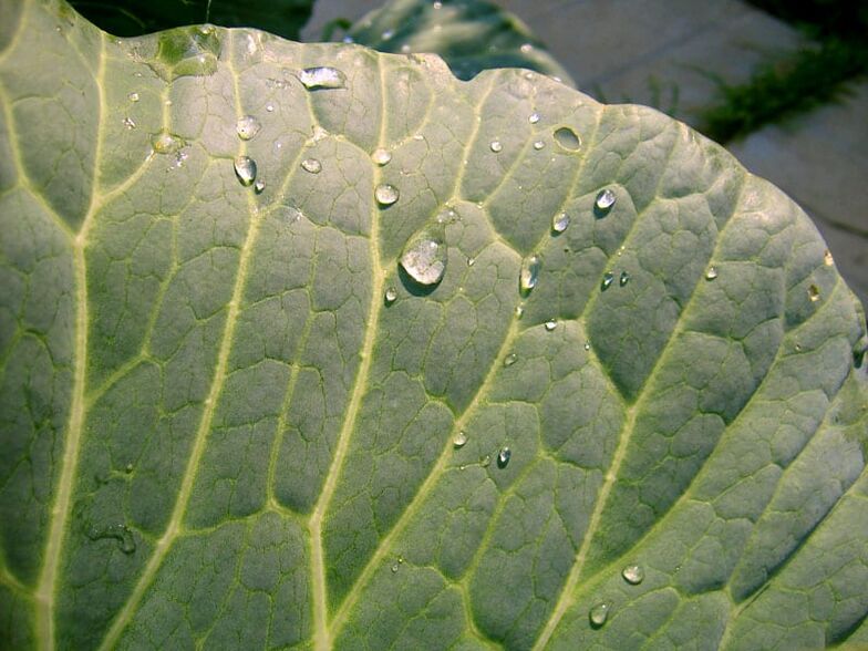 Cabbage leaf compresses help eliminate varicose veins on the legs