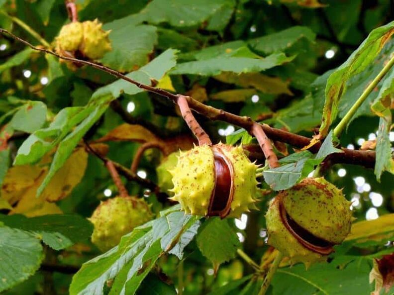 Horse chestnut used in tinctures for varicose veins